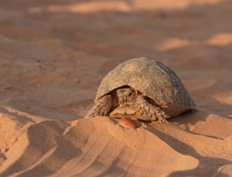 Immersion Méharée côte atlantique du Sahara Novembre 2025