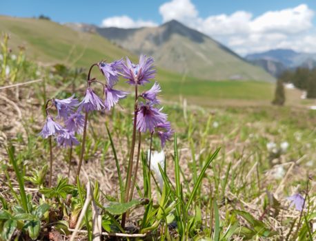 Immersion Douce en Nature 2025