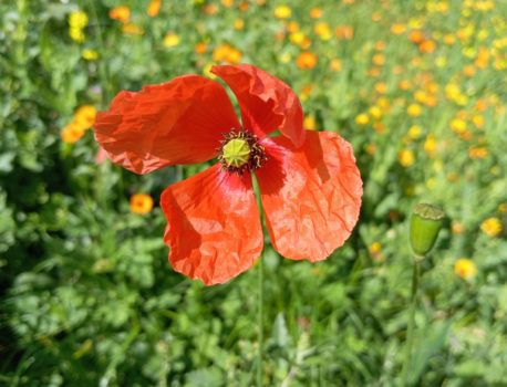 Cueillette sauvage 2026