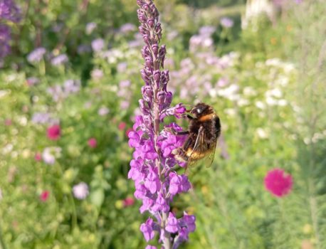 Botanique & Cueillette